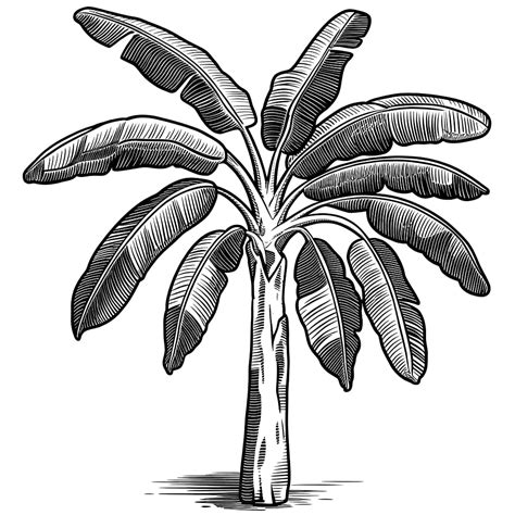 Sketsa Pohon Pisang