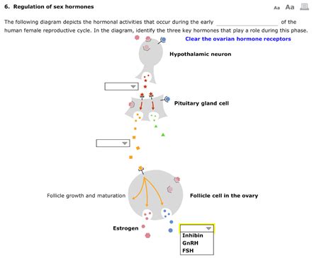 Solved 6 Regulation Of Sex Hormones The Following Diagra Chegg