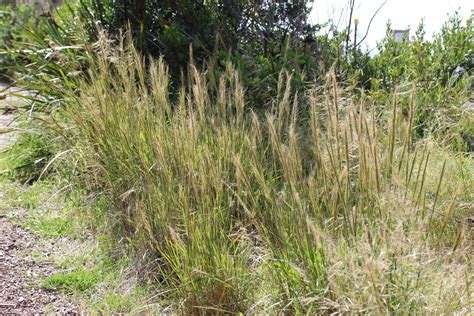 Austrostipa Flavescens From Melbourne Vic Australia On November