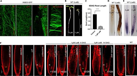 Pleiotropic Regulatory Locus Maintains Actin Cytoskeleton Integrity