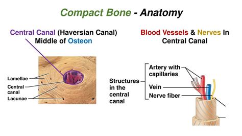 Bones And Skeletal Tissues Relevant Pages 10th Edition 173 To Ppt