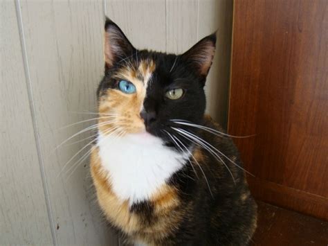 Chimera Cat So Pretty Piebald Albino And Unique Animals Pinte