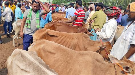 আজ ২৭ অক্টোবর ২৩ কুমিল্লা লাকসামের খামারী কেমন দামে শুকনো হাড্ডিসার