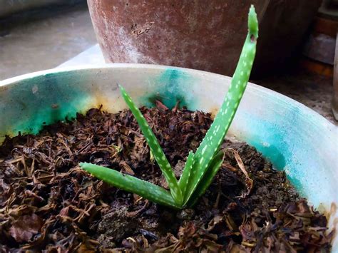 How To Propagate Aloe Vera From Pups