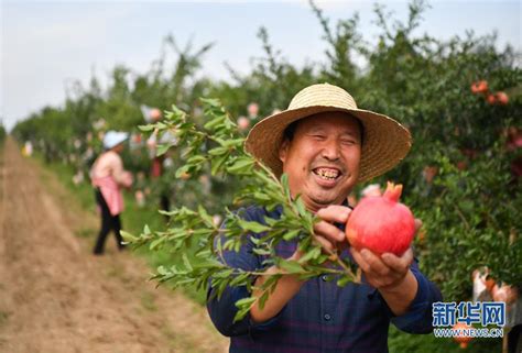 （新華全媒 ）陜西臨潼：傳統石榴産區煥發新活力 新華網陜西頻道