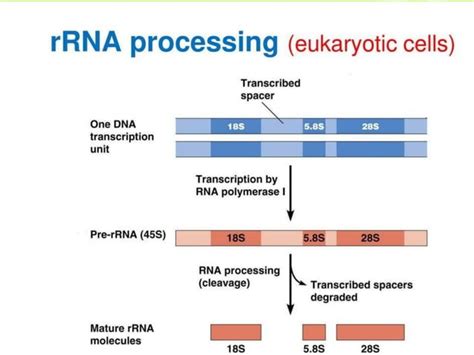 R Rna Processing Ppt