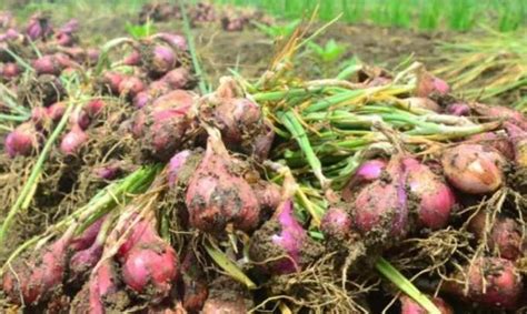 Produktivitas Petani Bawang Merah Turun Ganjar Dorong Pemulihan Lahan