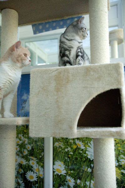 Beautiful cat house - 21 Pics | Curious, Funny Photos / Pictures