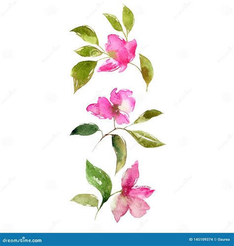 Sistema De Dibujo Rosado De Los Tulipanes El Color De Rosa Florece El