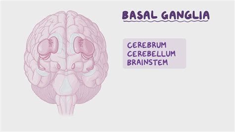 Anatomy of the basal ganglia: Video, Causes, & Meaning | Osmosis