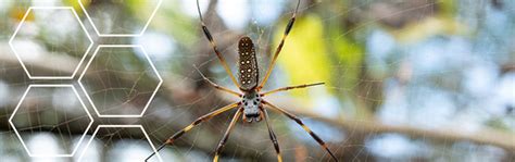 The Chemistry Of Spider Silk Asynt