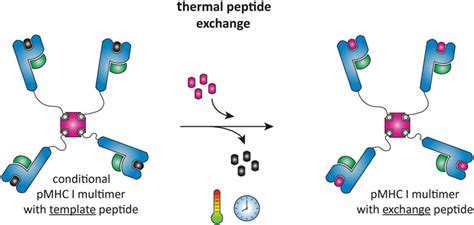 Schematic Representation Of Thermal Peptide Exchange On MHC I