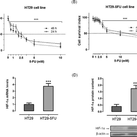 Effects Of Fu On Ht Wild Type Cells And Ht Cells Stably Resistant