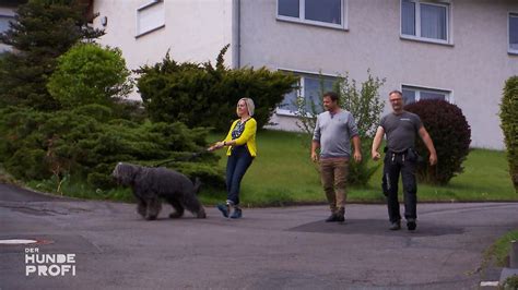 Völlig hysterisch Beim Gassi gehen rastet Hund Poldi aus