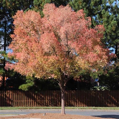 Lacebark Chinese Elm Trees for Sale | BrighterBlooms.com