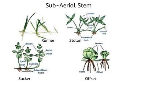 Explained Plant Stem Parts Of A Stem Types And Functions Of Stem