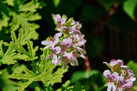 Kiedy i jak wysiewać nasiona pelargonii Czy pelargonie trzeba pikować