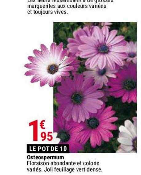 Promo Osteospermum Chez Gamm Vert Icatalogue Fr