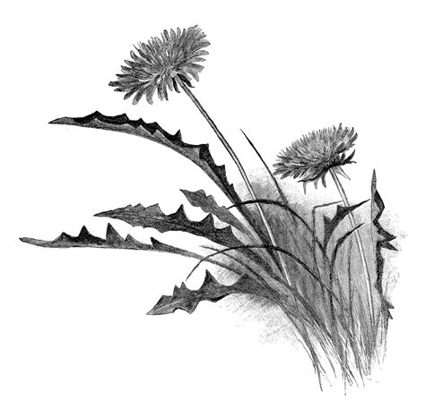 Digital Stamp Design: Antique Illustration Free Dandelion Wildflower Pencil Artwork Drawing ...