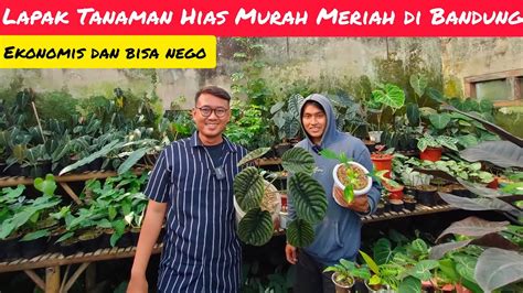 LAPAK TANAMAN HIAS MURAH MERIAH DI BANDUNG MULAI DARI 10RIBU YouTube