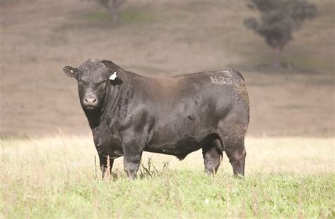tips   successfully introduce  bulls beef central