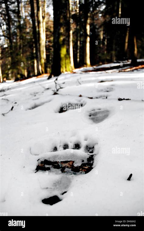 Big Brown Bear Tracks In The Snow Stock Photo Alamy
