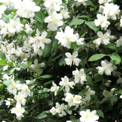 Жасмин садовый Снежная буря | Flowering shrubs, Native plants, Shrubs