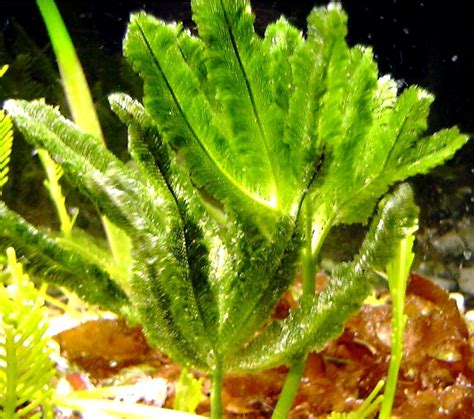 Caulerpa Paspaloids Floridapets
