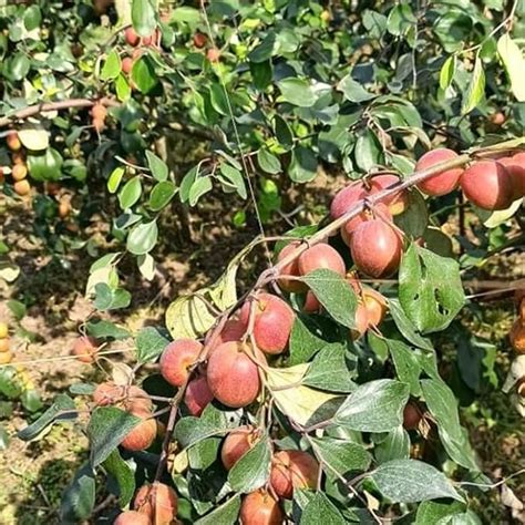 Green Horizon Kashmiri Sundari Apple Ber Ziziphus Mauritiana Indian