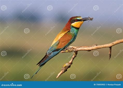 European Bee Eater a Colored Bird Stock Photo - Image of conservation, cute: 75005902