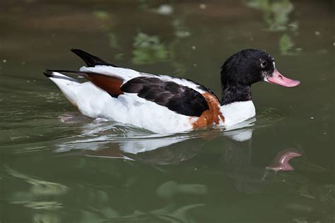 Best Anseriformes Stock Photos, Pictures & Royalty-Free Images - iStock