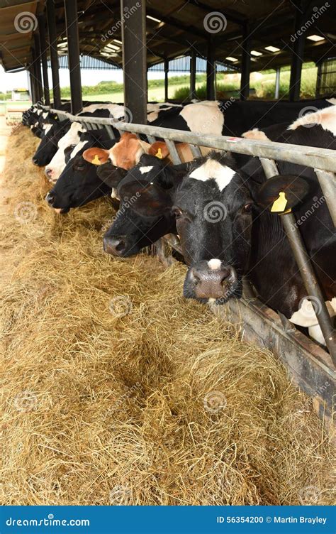 Cows Feeding Process On Modern Farm Close Up Cow Feeding On Milk Farm