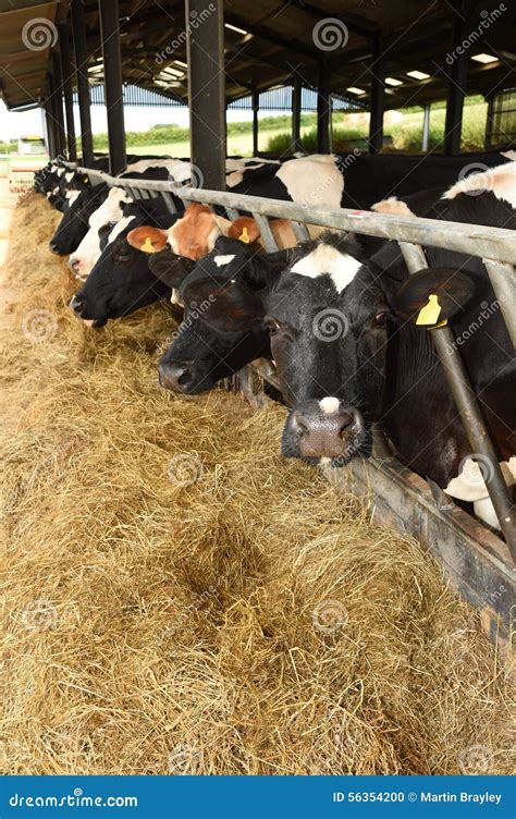 Cows Feeding Process On Modern Farm. Close Up Cow Feeding On Milk Farm. Cow On Dairy Farm Eating ...