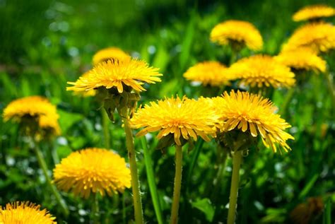 Premium Photo Yellow Dandelion Flowers With Leaves In Green Grass