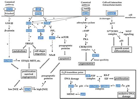 Schematic Representation Of The Signalling Pathways Affected In Download Scientific Diagram