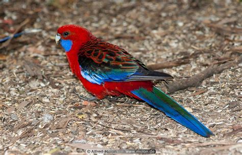 Parakeet, Wildlife, Beautiful world