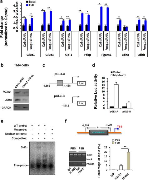 Transcriptional Activation Of The Ldha Promoter By Foxq1 A Tm4 Cells Download Scientific