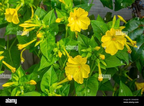 Yellow Mirabilis Jalapa Stock Photo - Alamy