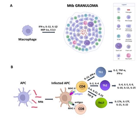 A Simplified Sketch Of Mtb Induced Immune Reaction A Macrophages