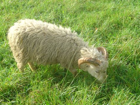 le mouton douessant elevage du massif