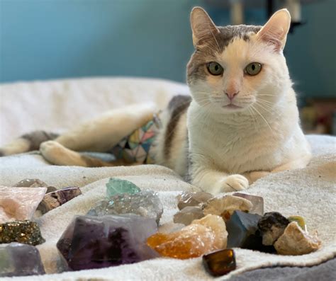 Best Crystals For Cats Crystal Healing For Pets