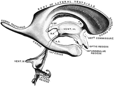 Ventricles Of The Brain Animation