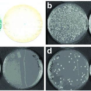 Confirmation Of Specificity Of Interactions Observed In Yeast 2 Hybrid