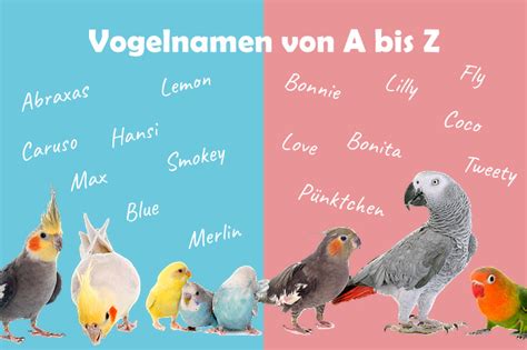 Vogelnamen Namen für Vögel von A bis Z