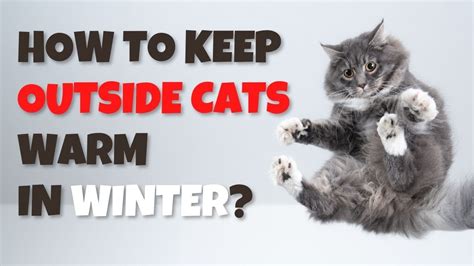 How To Keep Outside Cats Warm During Winter YouTube