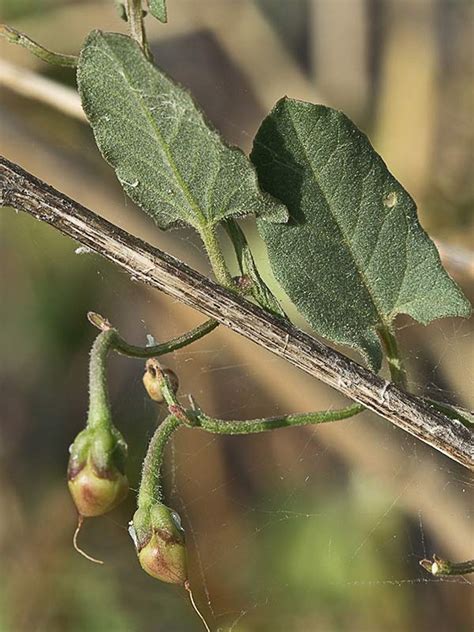 Flora De Malpica De Tajo La Correhuela O Campanilla Menor Convolvulus