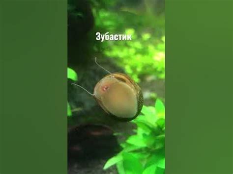Зубастик - YouTube