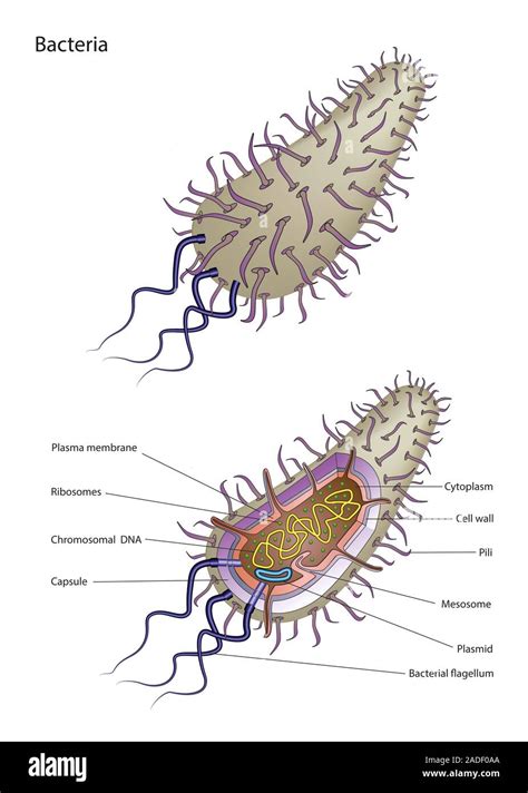 Ilustraci N De Dos C Lulas Bacterianas Que Muestra La Estructura Y Los