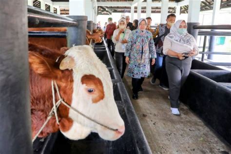 Gandeng Ipb Kemensos Perkuat Kemandirian Ekonomi Rentan