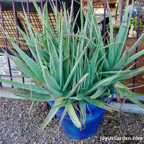 Planting Aloe Vera In Pots And The Potting Combine To Use Batang Tabon